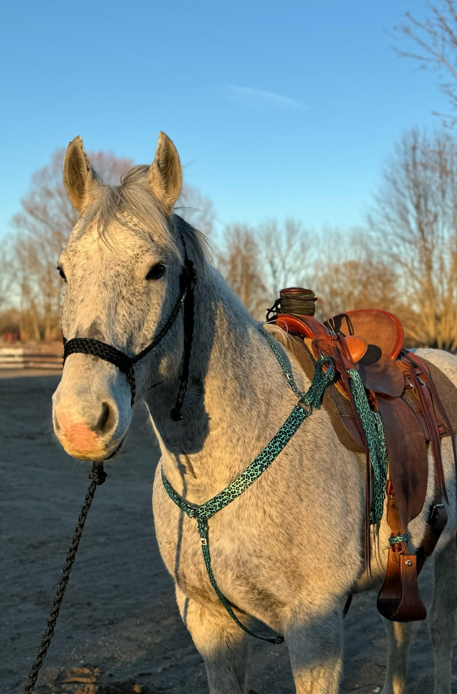 Turquoise Cheetah Breast Collar & Wither Strap