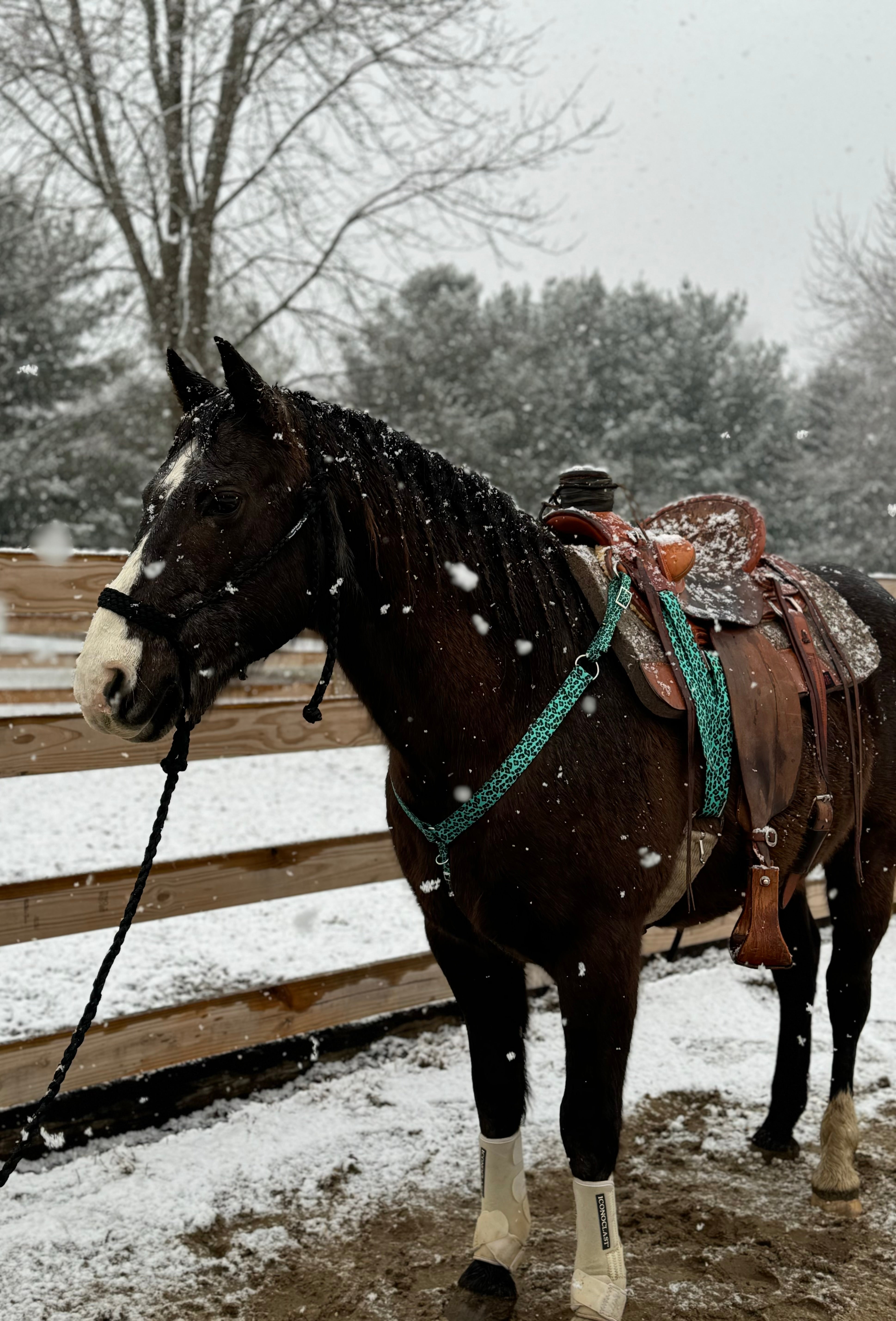 Turquoise Cheetah Breast Collars