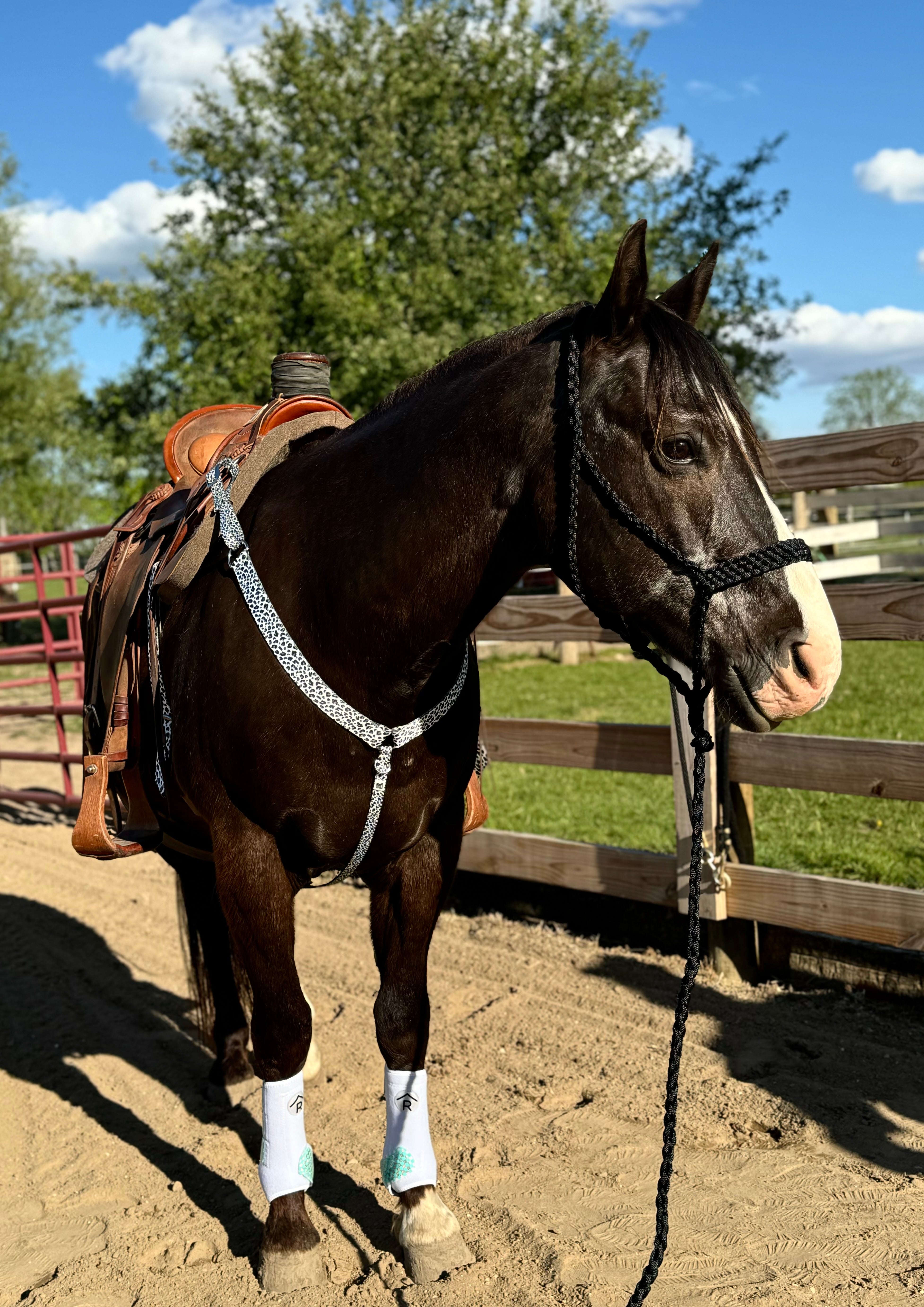 Snow Leopard Breast Collars