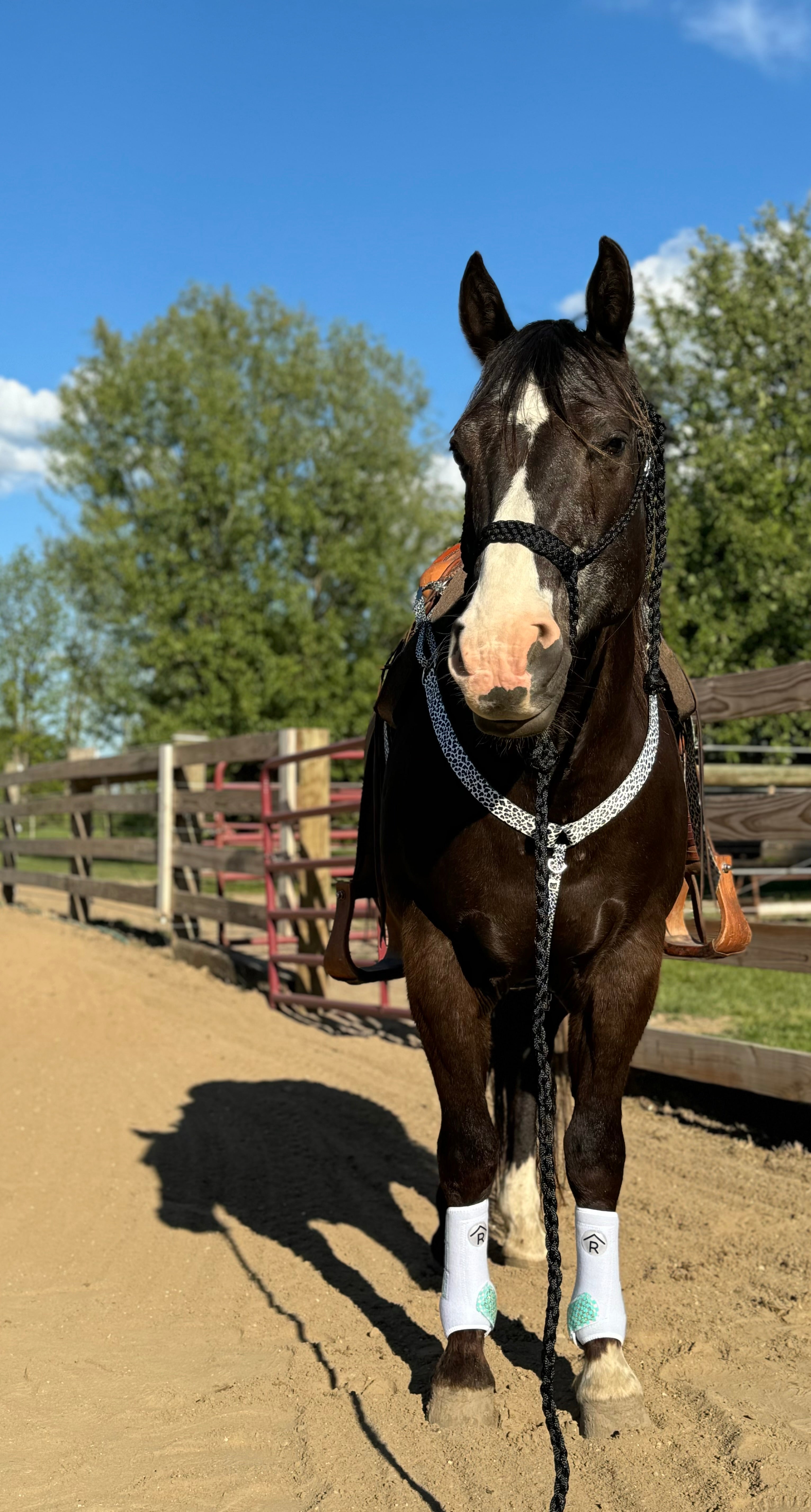 Snow Leopard Breast Collars
