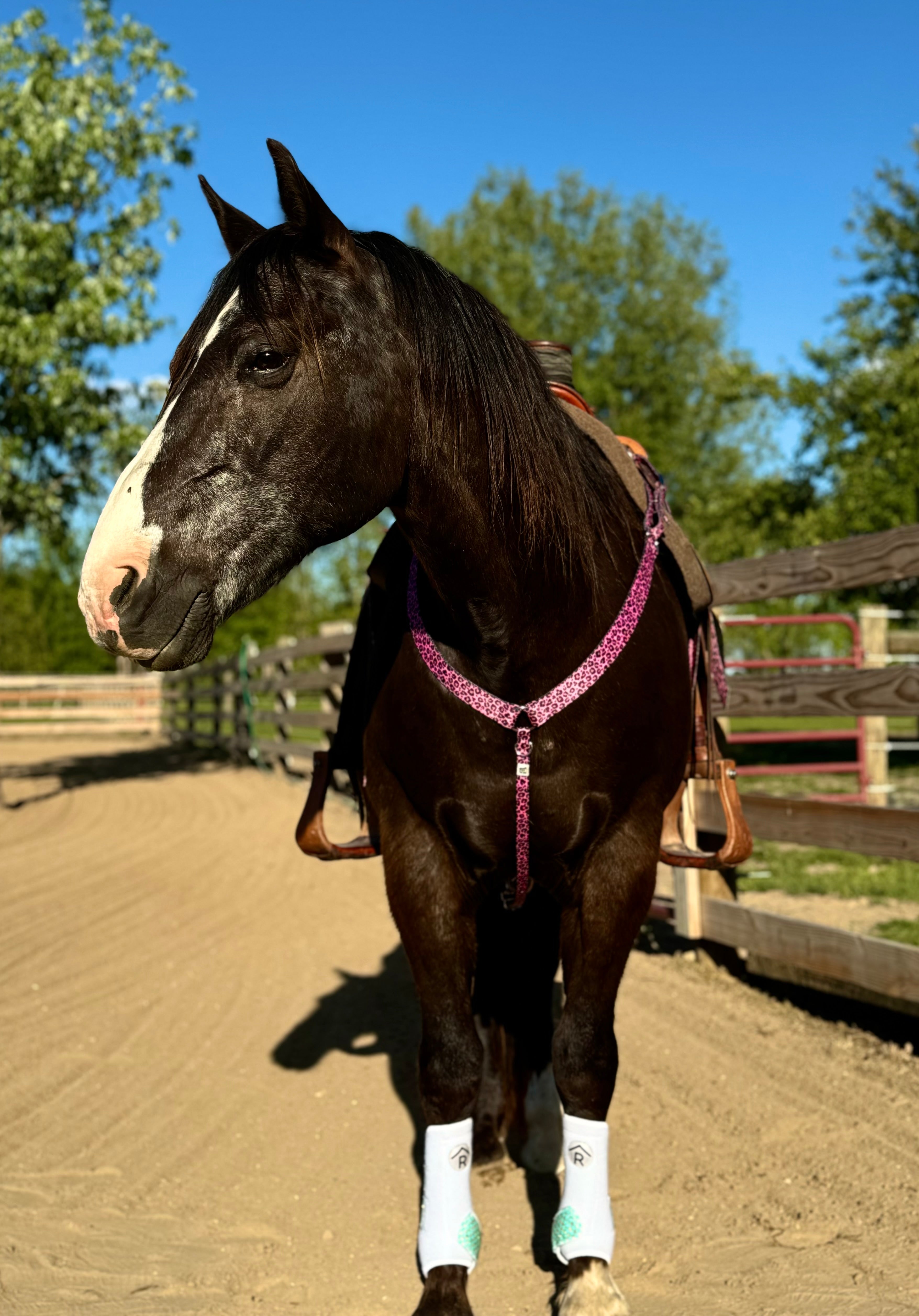 Pink Cheetah Breast Collars