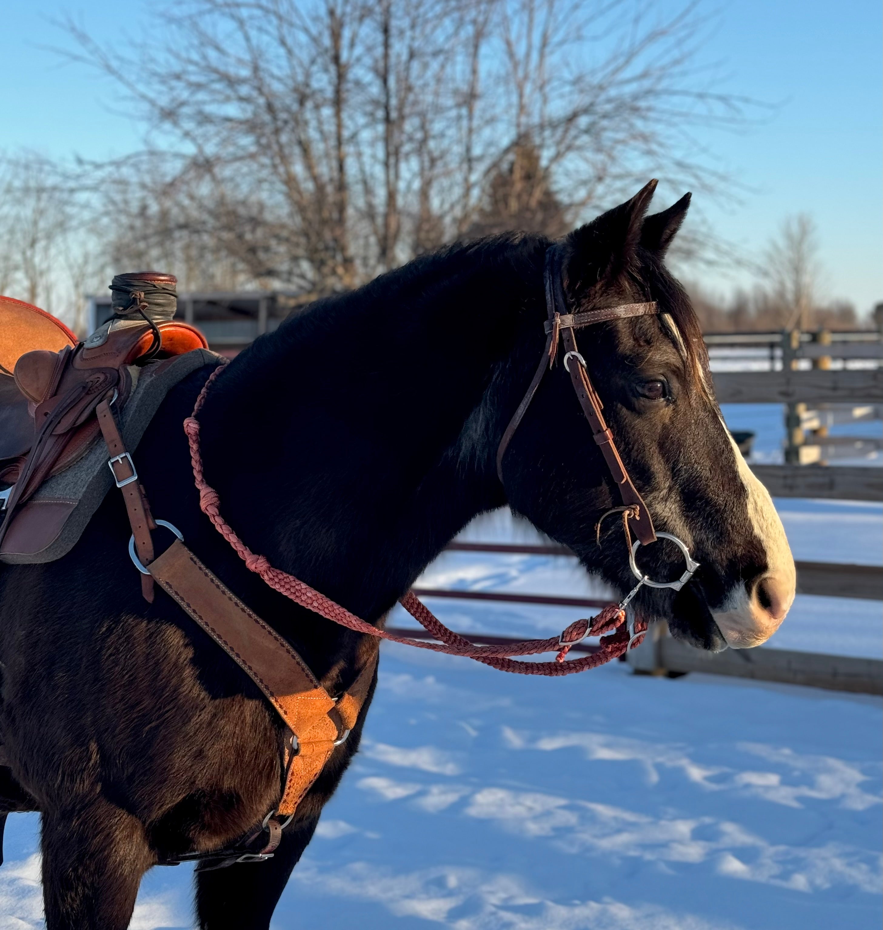 Loop Reins (all colors)