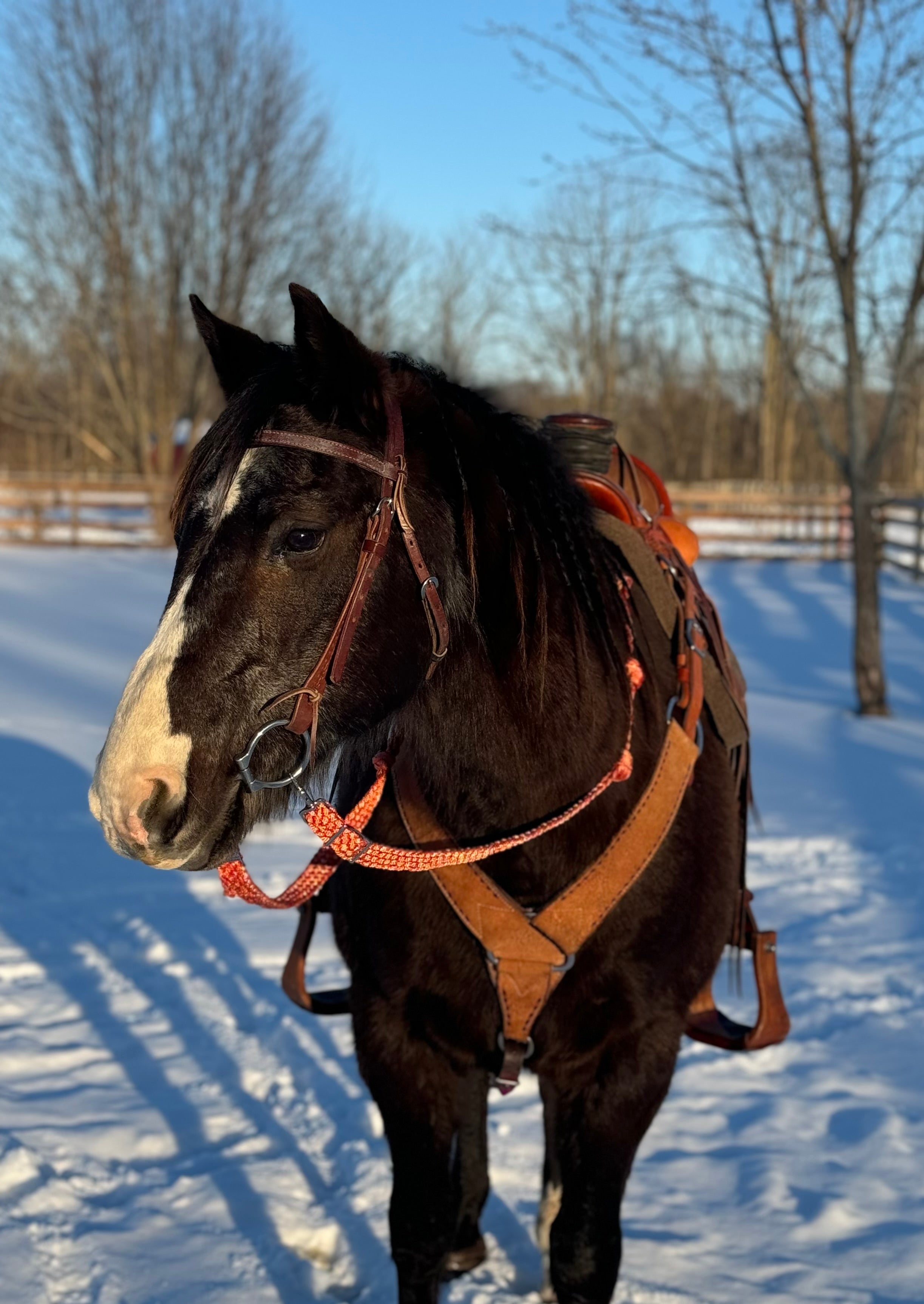Loop Reins (all colors)